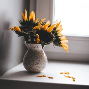 withering sunflower petals