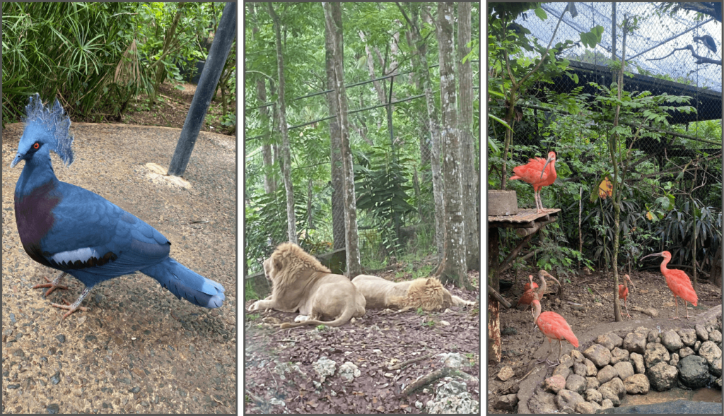 Blue bird, lions resting, and flamingos at Cebu Safari Park