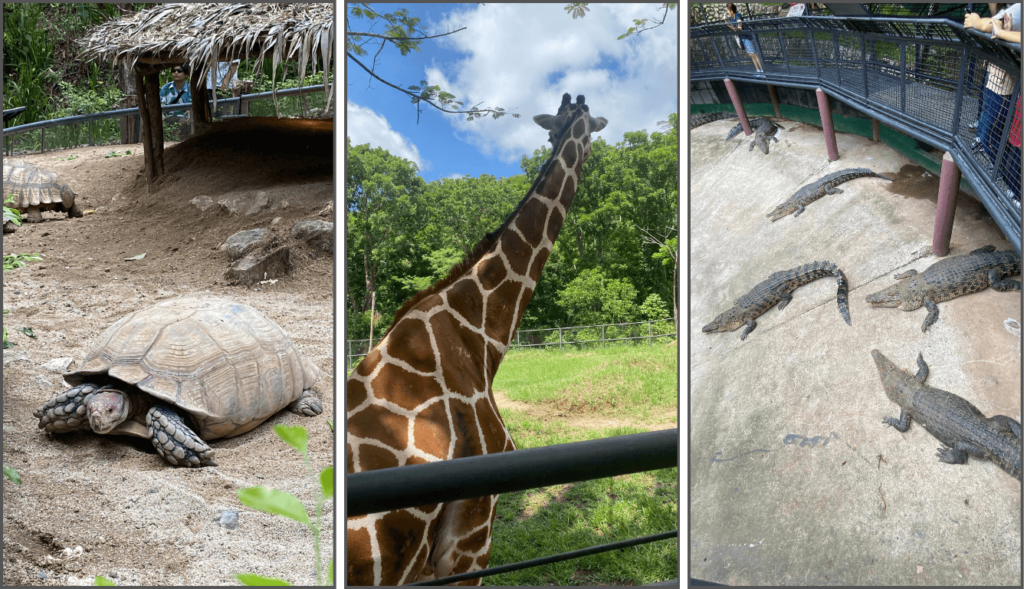 Tortoises, giraffe, and crocodiles at Cebu Safari Park