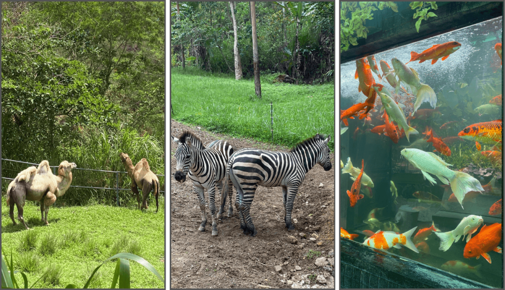 Camels, zebras, and colorful fish at Cebu Safari Park